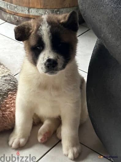 Whatsapp Me +966583921348 Akita Puppies