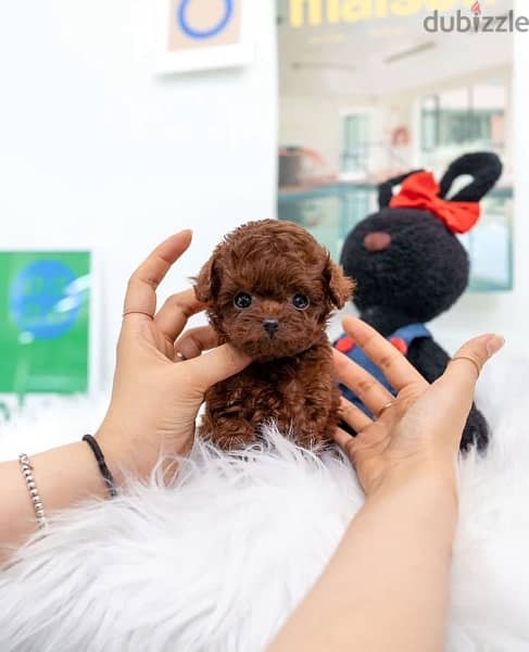 Mini PooDle for sale. . WhatsApp me +14847189164‬ 1