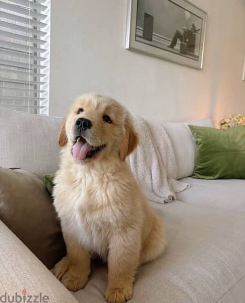 Golden retriever puppy. . 0