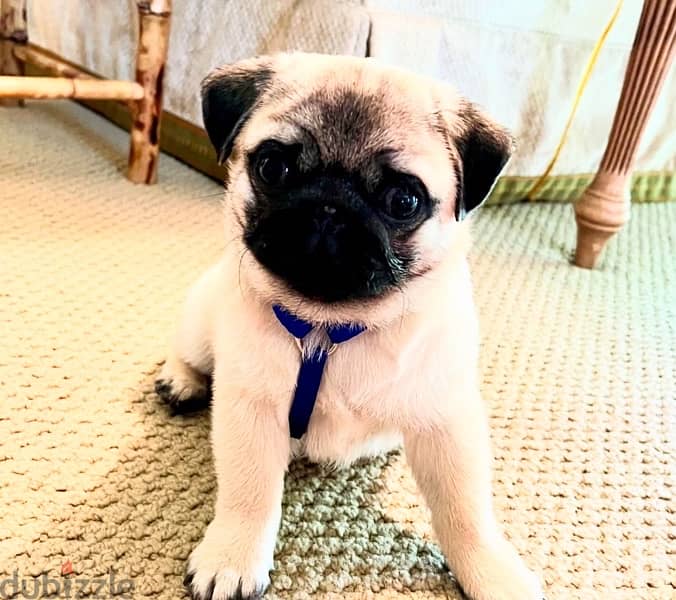 Female Pug puppy. WhatsApp me +14847189164‬ 0