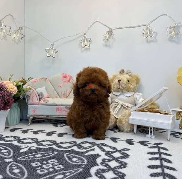 Male Mini PooDle for sale. . WhatsApp me +14847189164‬ 0