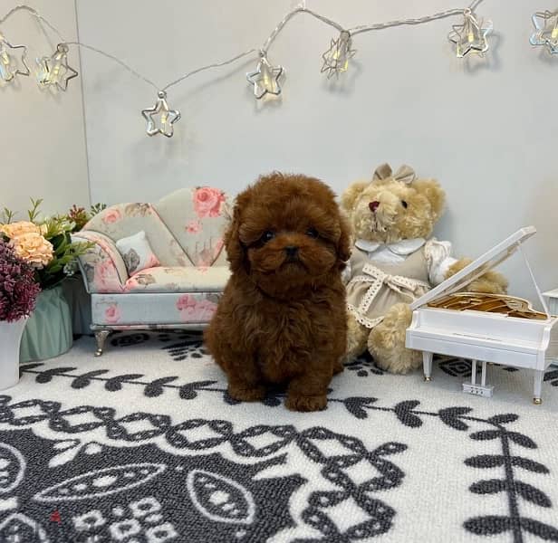 Male Mini PooDle for sale. . WhatsApp me +14847189164‬ 1