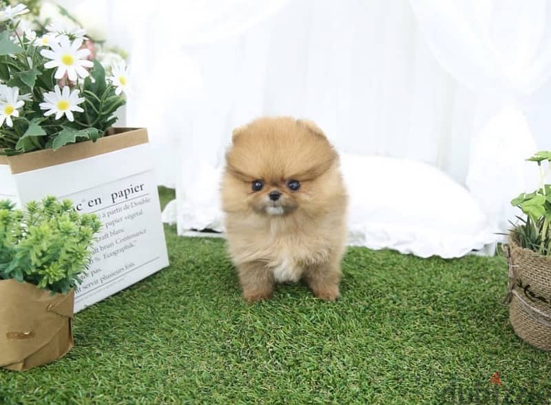 Cream Male Pom for sale. WhatsApp me ‪ +19087684279‬ 0