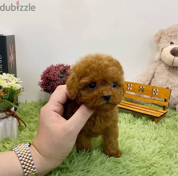 Female PooDle puppy for sale. WhatsApp me +14847189164‬ 1