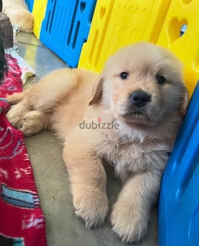 Golden retriever for sale. WhatsApp me +1 (908) 768‑4279