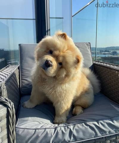 chow chow puppy for sale