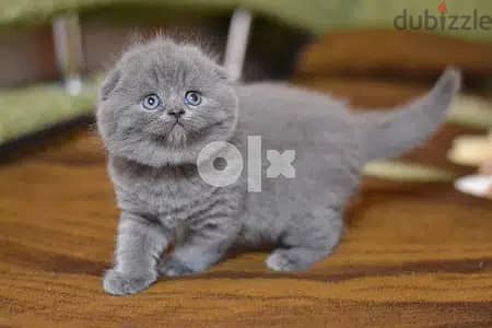 Scottish Fold Kitten 0