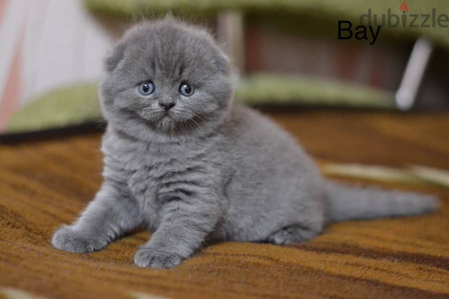 Scottish Fold Kitten 1