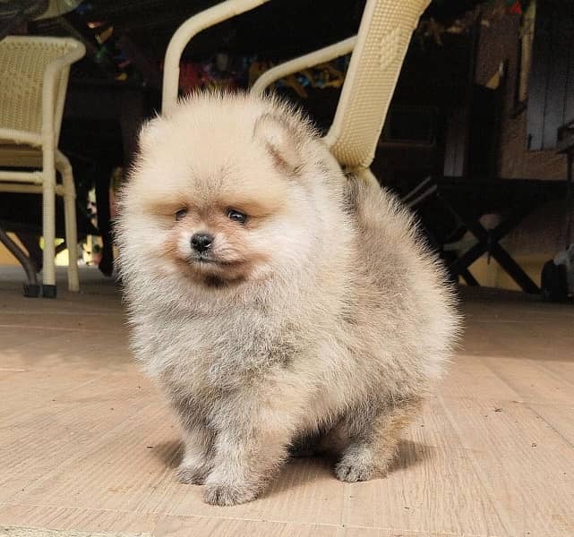 Cream male Pom for sale. WhatsApp me +14847189164‬ 0