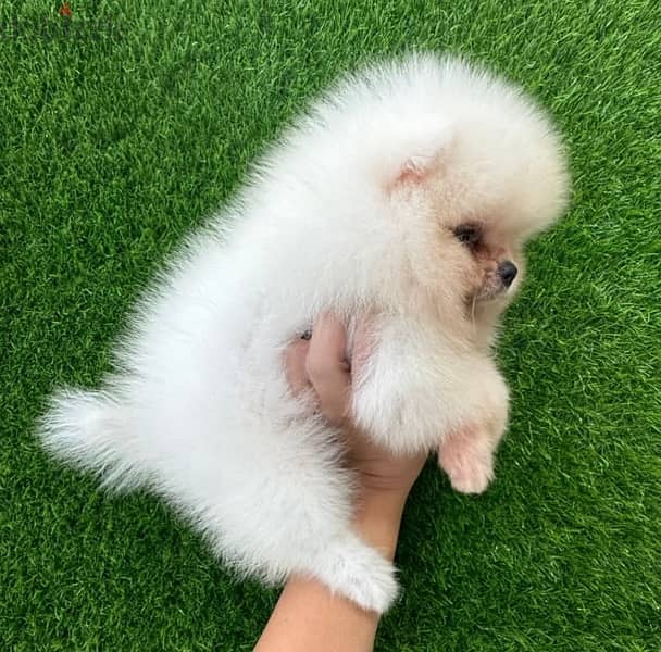 white Pom for sale. 0