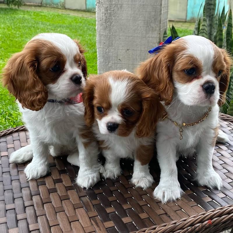 3 Cavalier King Charles Spaniel Pupies for Sale. 1