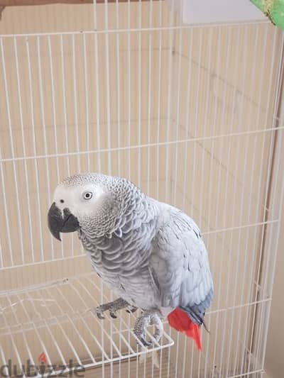 ag parrot for sale