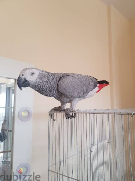 ag parrot for sale 1