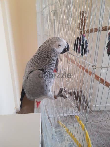 ag parrot for sale 2