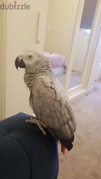 ag parrot for sale 3