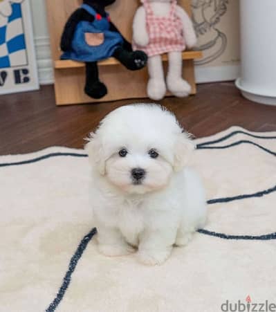 Mini White PooDle for sale. WhatsApp me ‪ +19087684279‬