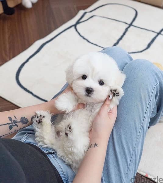 Mini White PooDle for sale. WhatsApp me ‪ +19087684279‬ 2