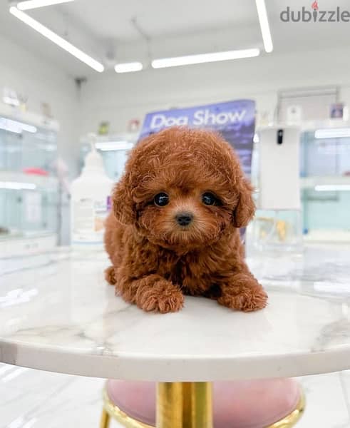 Mini PooDle for sale 0