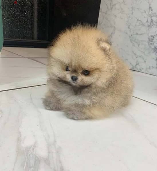 Mini Pom for sale . WhatsApp me ‪ +1 (484) 718‑9164‬ 1