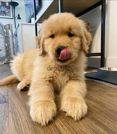 Female Golden Retriever for sale