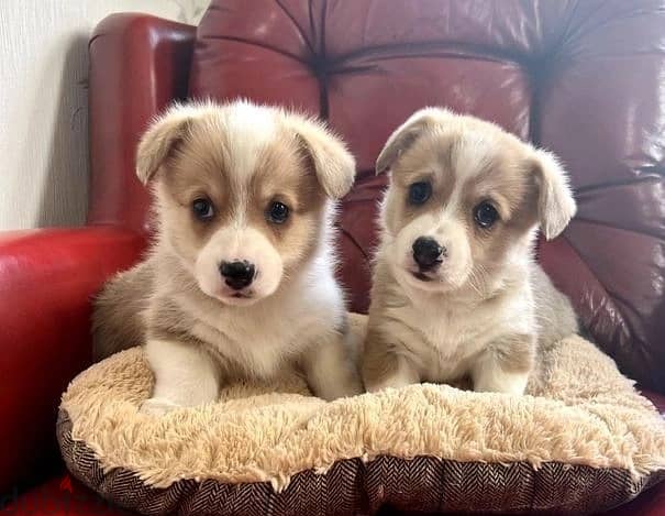 Whatsapp Me +966583921348 Welsh Pembroke Puppies 0