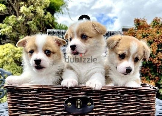 Whatsapp Me +966583921348 Corgi Pembroke Puppies 1