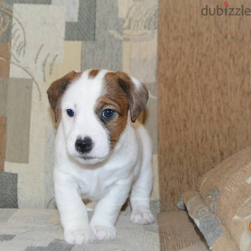 Jack Russell Puppy 0