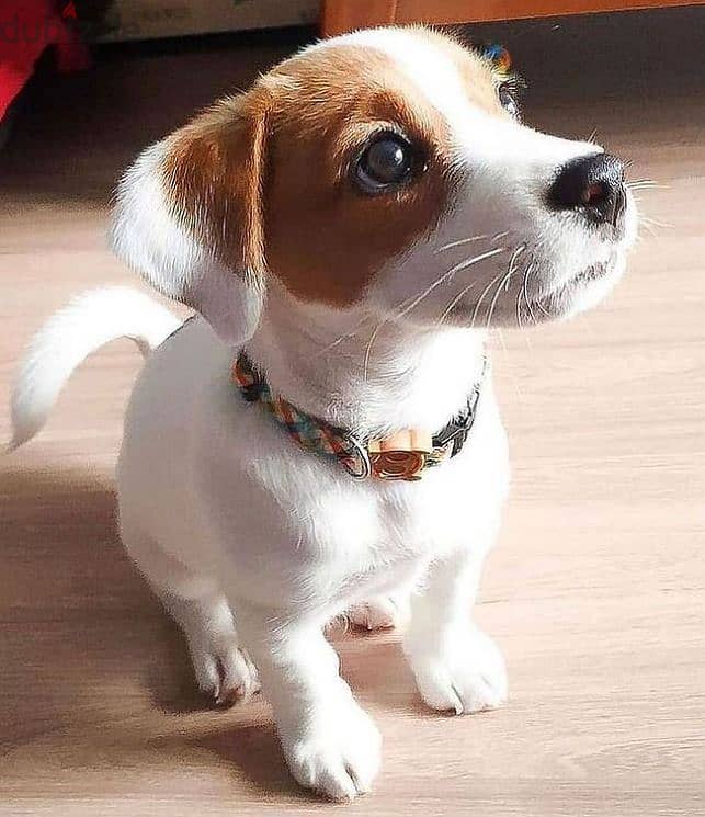 Jack Russell Puppy 1