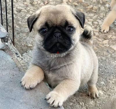 pug