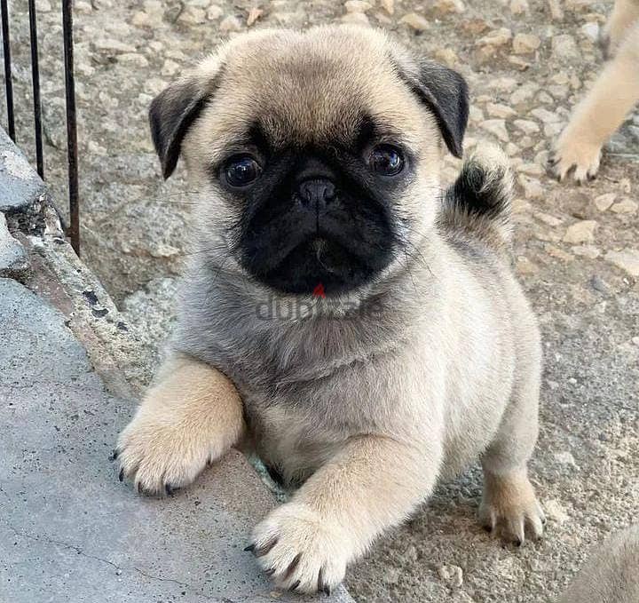 pug puppies for sale +966568971345 0