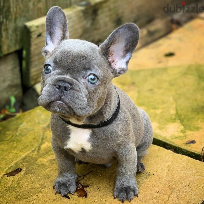 French Bulldog Puppies Available 0