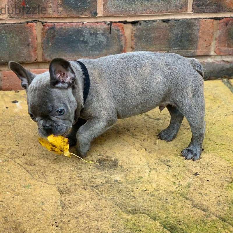 French Bulldog Puppies Available 1