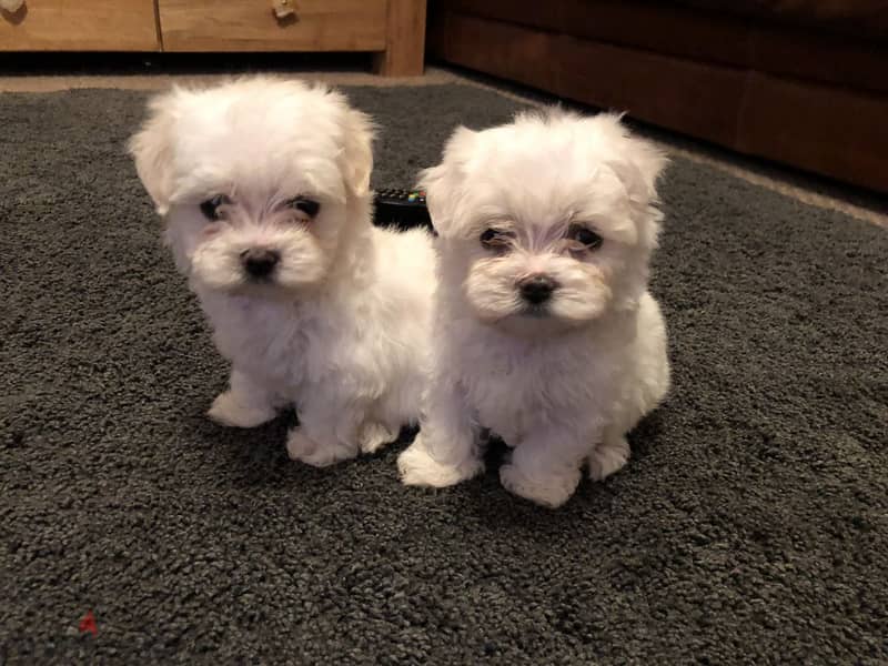 White Maltese Puppies Ready Now 0