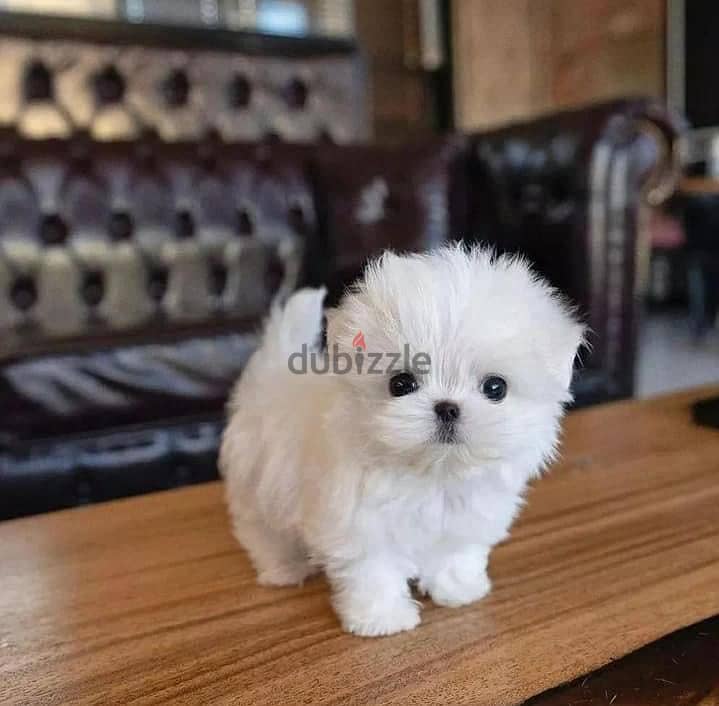 White Maltese Puppies Ready Now 1