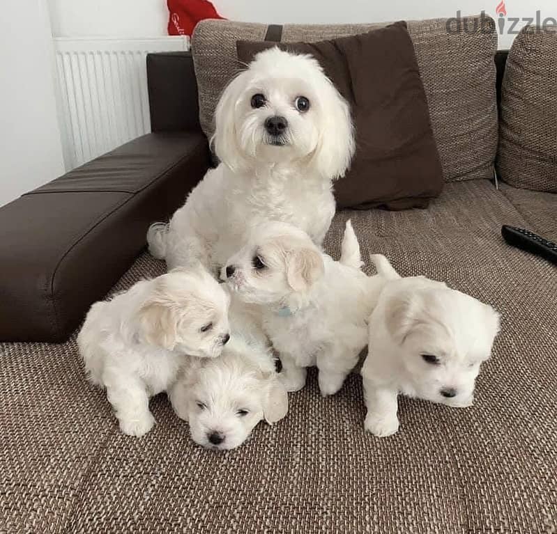 White Maltese Puppies Ready Now 2