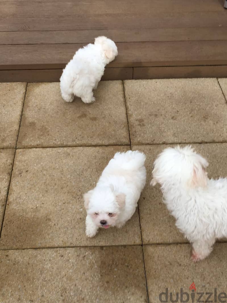 White Maltese Puppies Ready Now 3