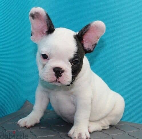 French Bull Dog 1