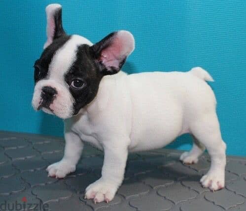 French Bull Dog 3