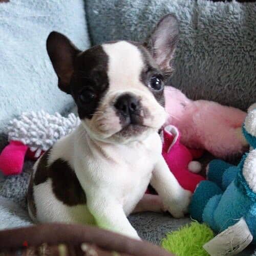 French Bull Dog 4