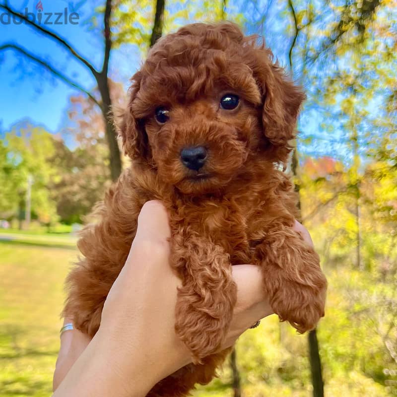 Toy poodle puppy for sale WhatsApp me +491762926066 0