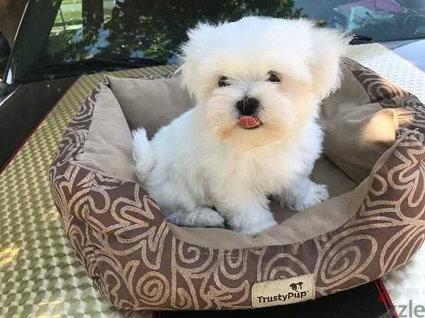 Beautiful Maltese female and male ready 0