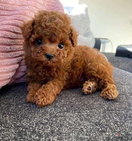 Female PooDle for sale 1