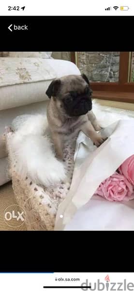 Pug