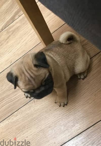 Male Pug for sale