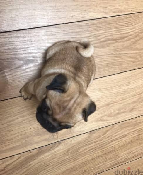 Male Pug for sale 1