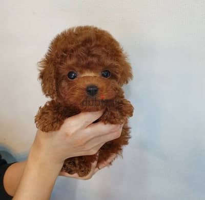 Tcup Male PooDle for sale