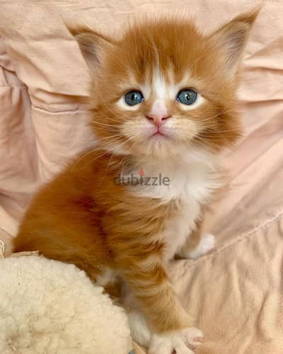 Maine Coon Kittens// WhatsApp +971502618837