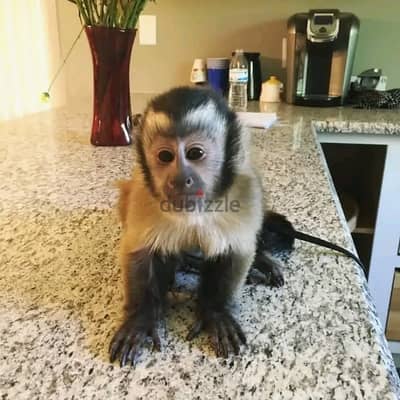 Capuchin Monkeys// WhatsApp +971502618837