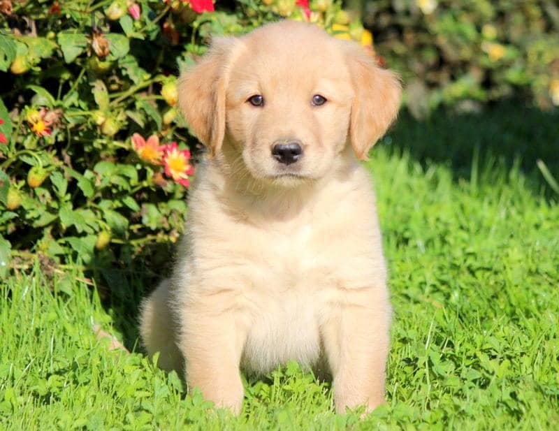 WhatsApp +4917629216066 Golden retriever puppies 1