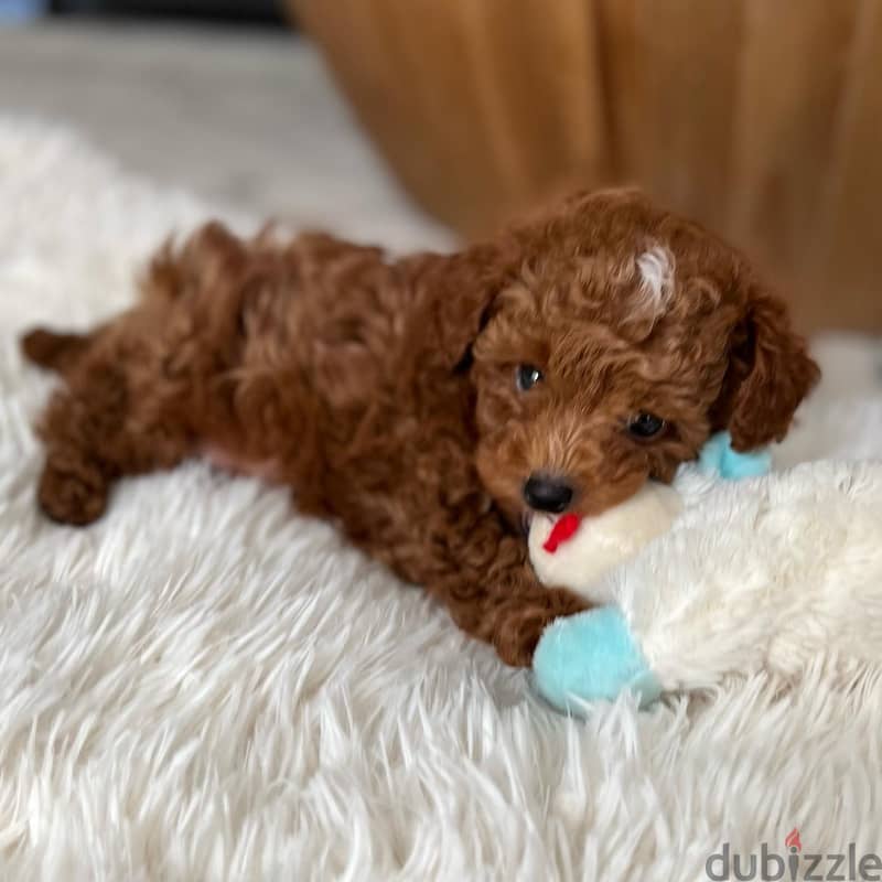 Teacup Mini Poodle 1